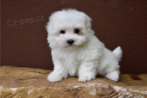 Rozko�n� �t���tka Malt�zsk� k adopci