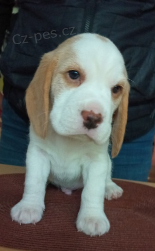 Beagle pejsek s PP