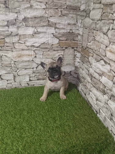 Francouzsk� buldo�ek �t��ata