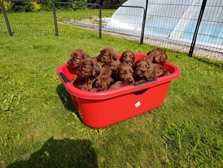 �t�n� irsk� setr - �t��ata irsk�ho setra s PP