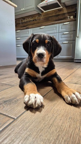 Ve�k� �vaj�iarsky sala�n�cky pes