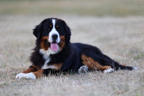 Bernsk� sala�n�cky pes