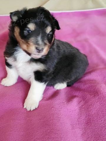 �eltie - sheltie, pejsci s PP