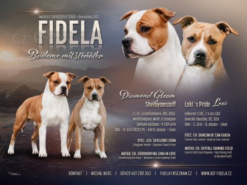 Americk� staford��rsk� teri�r