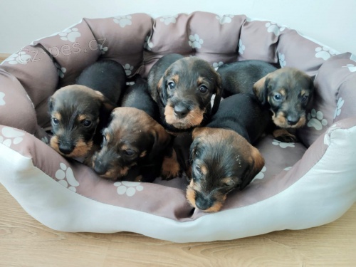 Jezev��k drsnosrst� standard 