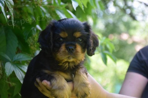 �t�n� Kaval�r King Charles �pan�l s PP