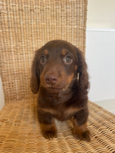 miniaturn� �t��ata dlouhosrst�ho jezev��ka