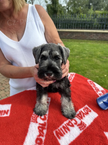 zdrav� �t��ata miniaturn�ch kn�ra��