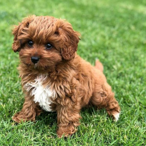 �t��ata mini Cavapoo