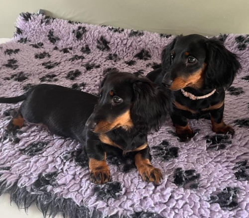 trpasli�� �t��ata dlouhosrst�ho jezev��ka