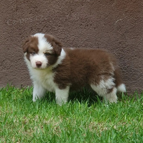 australsk�ho ov��ka