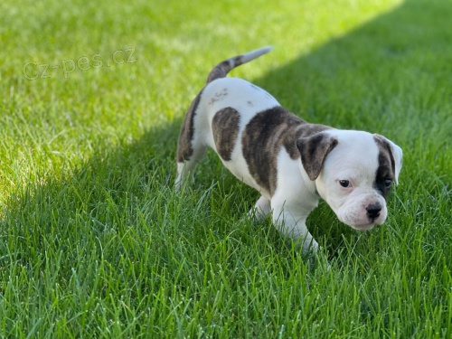 zdrav� �t��ata miniaturn�ho americk�ho buldoka