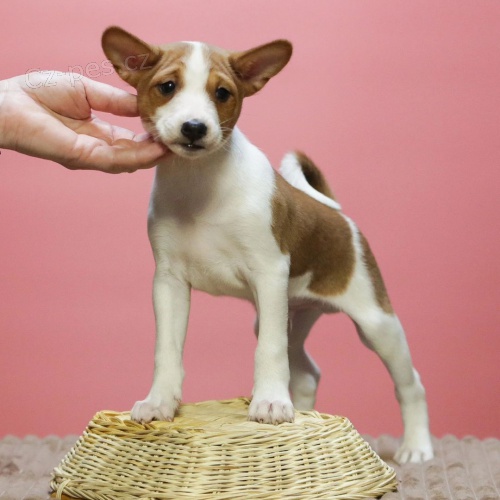 �t���tka Basenji