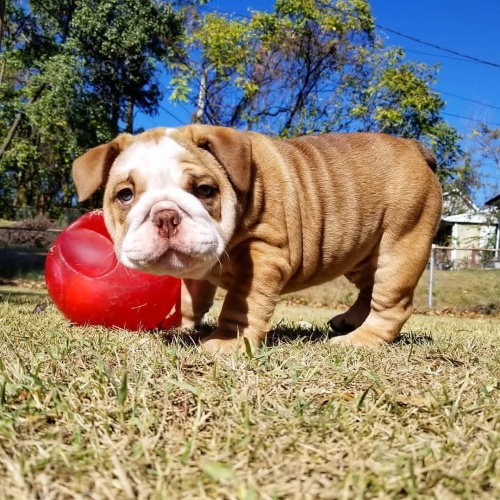 �t��ata anglick�ho buldo�ka