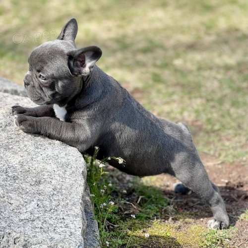 francouzsk�ho buldo�ka.