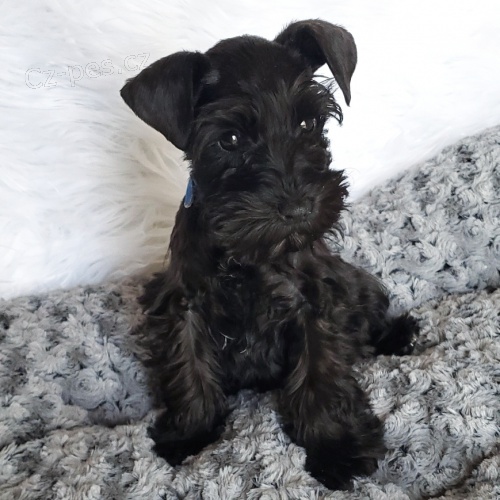 mal�ch kn�ra��/mal�ch kn�ra��