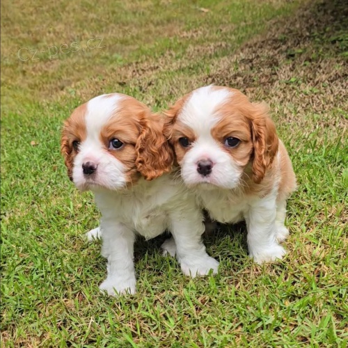 �t��ata Kaval�r King Charles Spaniel.