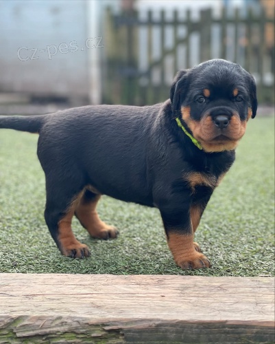 �t���tka rotvajlera.