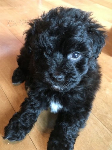 �ern� a hn�d� TOY �t��ata pudla