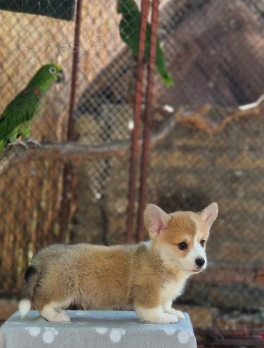 Welsh Corgi Pembroke � Kr�sn� �t��ata