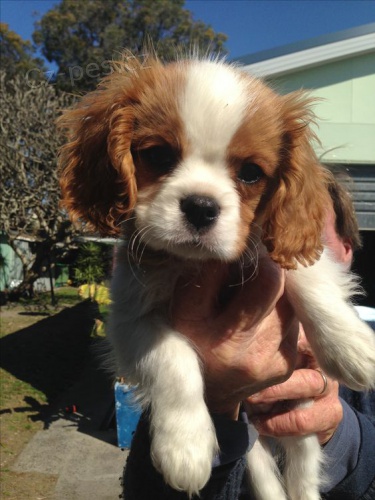 �t��ata Kaval�r King Charles Spaniel.