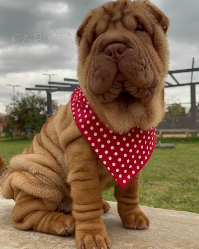 �t��ata o�kovan� shar-pei.