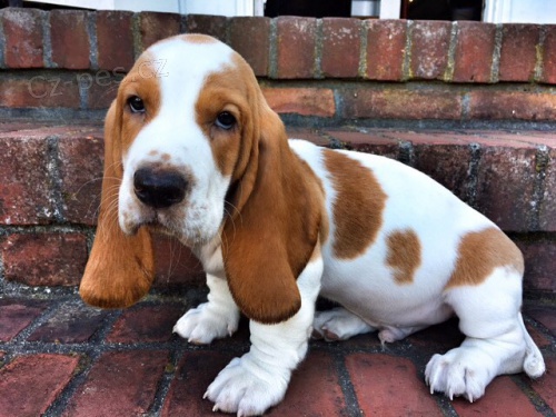 �t��ata Basset hound
