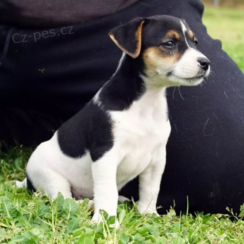 mini �t��ata jack russell teri�ra.