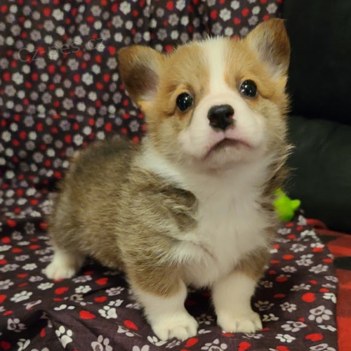 �t��ata Pembroke Welsh Corgi