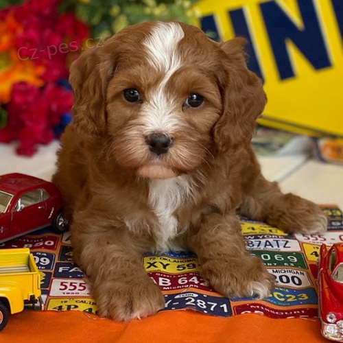 �t��ata Cockapoo