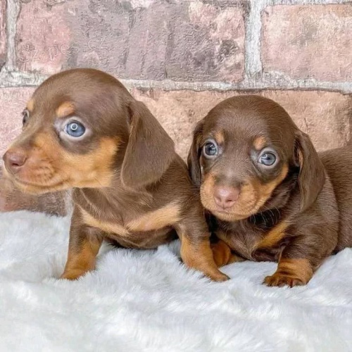 trpasli�� �t��ata hladkosrst�ho jezev��ka