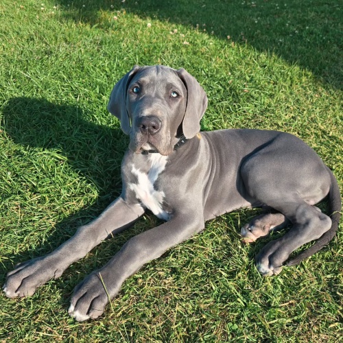 Zdrav� �teniatka ve�k�ho d�nskeho psa na predaj