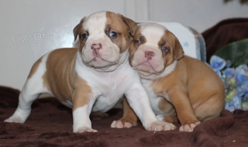 americk�ho buldoka