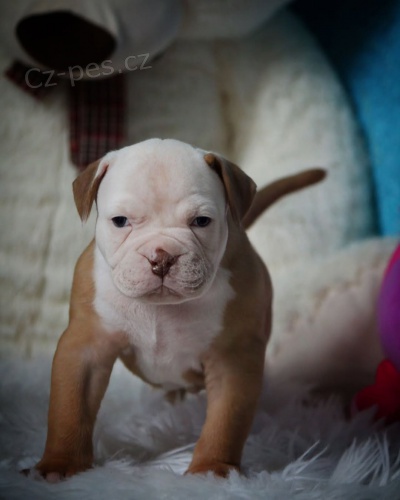 americk�ho buldoka