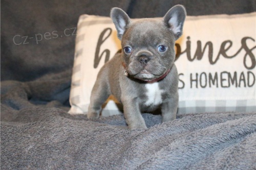 �teniatka zlat�ho retrievera na predaj