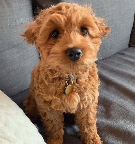 �teniatka doodle na adopciu