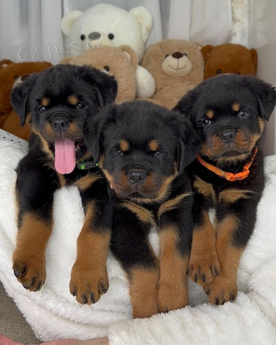 �t���tka rotvajlera.