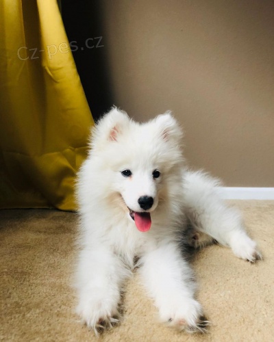 �t��ata samojeda na prodej