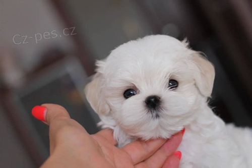 �t��ata malt�z�k�.