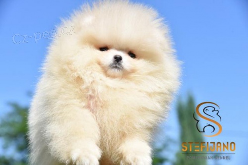 Pomeranian Boo �t��ata