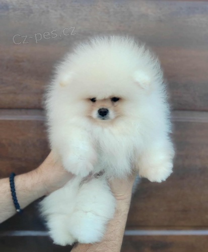 Pomeranian �t��ata