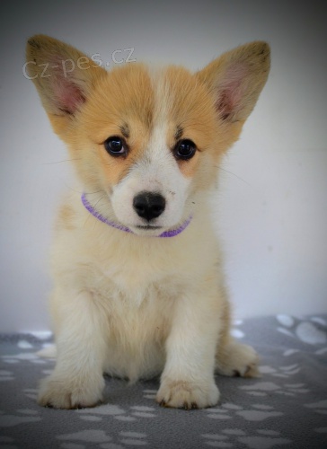 Welsh Corgi Pembroke �t��ata