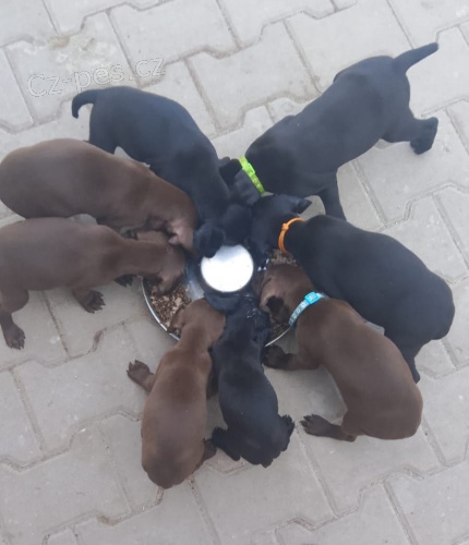 Nab�dka �t��at n�meck�ho oha�e kr�tkosrst�ho