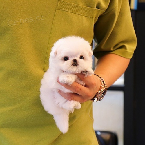 �t��ata malt�z�k�.