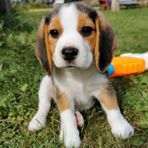 beagle