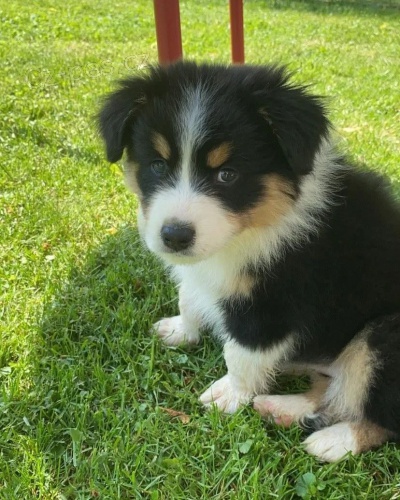 �t��ata australsk�ho ov��ka