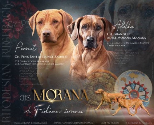 ChS Morana zad� �t��ata RR s PP