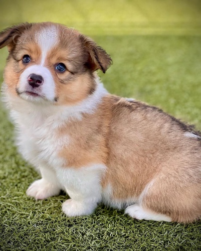 �t��ata Pembroke Welsh Corgi