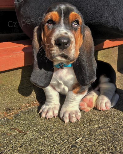 �t��ata Basset hound