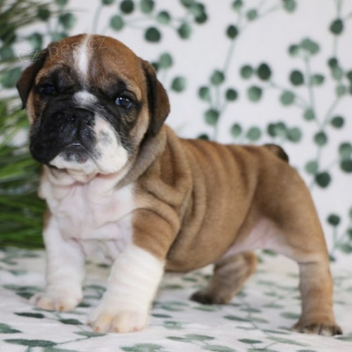 �t��ata anglick�ho buldo�ka